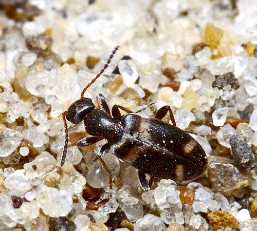 Stricticomus pr. transversalis (Villa et Villa, 1833)