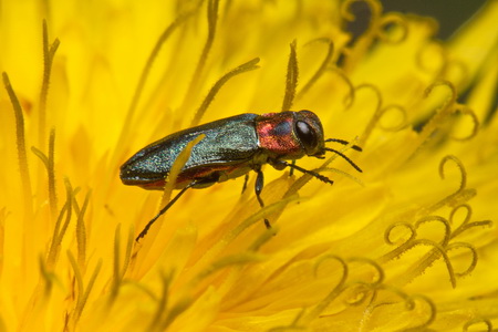 Anthaxia signaticollis Krynicki, 1832