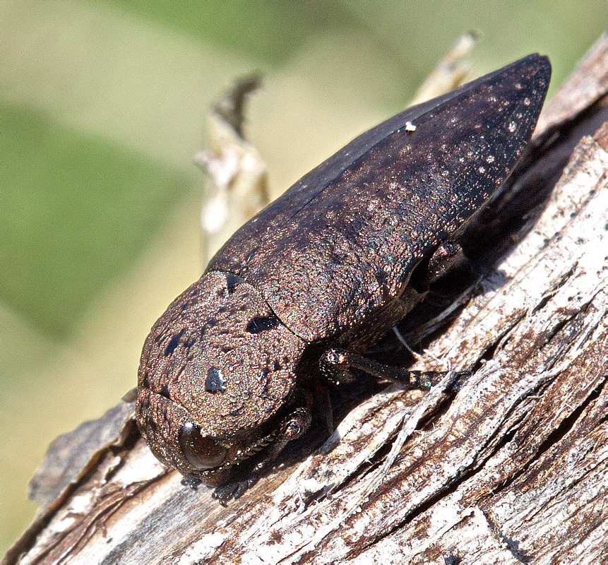Capnodis tenebricosa (Olivier, 1790)