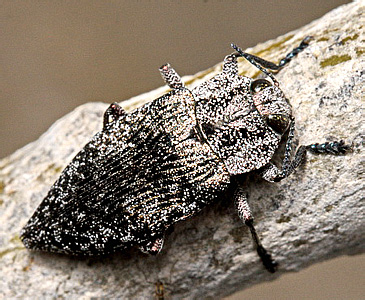 Poecilonota variolosa variolosa (Paykull, 1799)