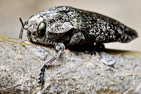 Poecilonota variolosa variolosa (Paykull, 1799)