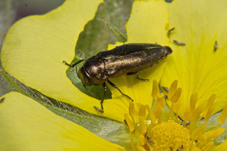 Coraebus elatus (Fabricius, 1787)