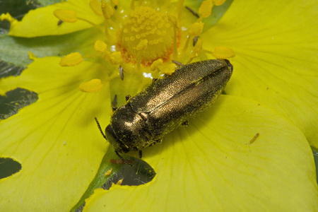 Coraebus elatus (Fabricius, 1787)