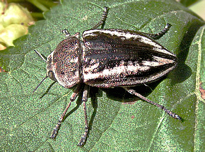 Cyphosoma tataricum (Pallas, 1773)
