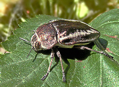 Cyphosoma tataricum (Pallas, 1773)
