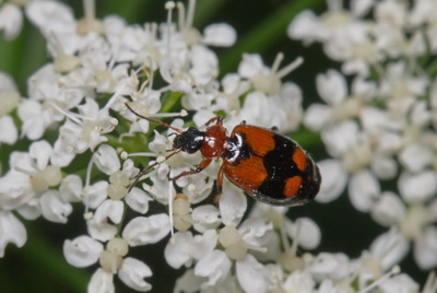 Lebia (Lebia) cruxminor (Linne, 1758)