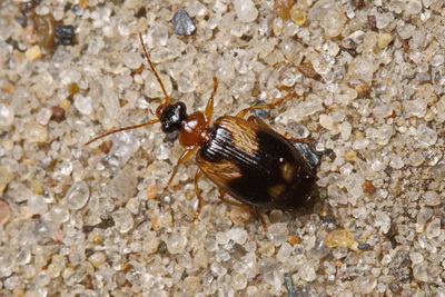 Lebia (Lebia) scapularis (Geoffroy, 1785)