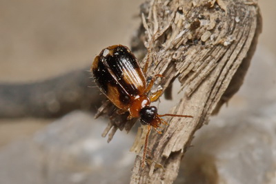 Lebia (Lebia) scapularis (Geoffroy, 1785)