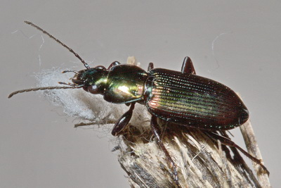 Poecilus (Ancholeus) nitens (Chaudoir, 1850)