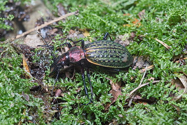 Carabus (Acoptolabrus) schrencki Motschulsky, 1860