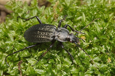 Carabus (Carabus) granulatus telluris Bates, 1883