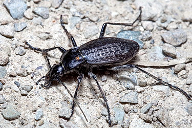 Carabus (Aulonocarabus) gossarei Haury, 1879