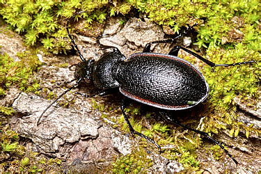 Carabus (Trachycarabus) estreicheri Fischer von Waldheim, 1822