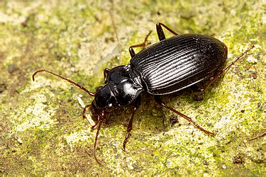 Nebria (Nebria) brevicollis (Fabricius, 1792)