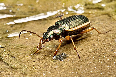 Chlaenius (Chlaenites) spoliatus (Rossi, 1790)