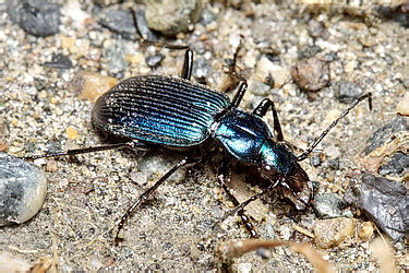 Chlaenius (Stenochlaenius) coeruleus (Steven, 1809)