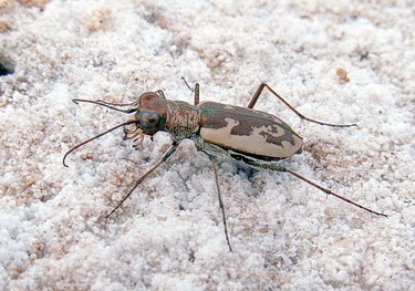 Cephalota (Taenidia) chiloleuca (Fischer von Waldheim, 1820)