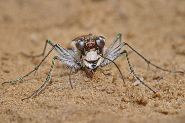 Cicindela (Cicindela) lacteola Pallas, 1776