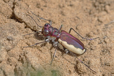 Cicindela (Cicindela) lacteola Pallas, 1776