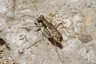 Cylindera (Eugrapha) inscripta (Zoubkoff, 1833)