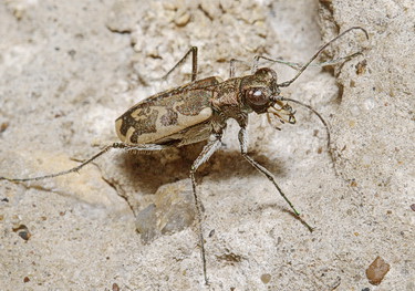 Cylindera (Eugrapha) inscripta (Zoubkoff, 1833)