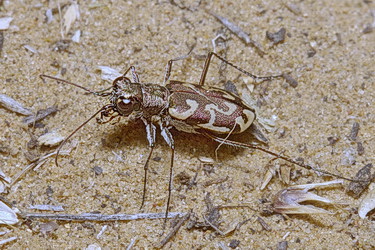 Cylindera (Eugrapha) sublacerata (Solsky, 1874)