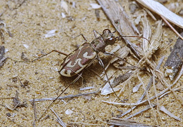 Cylindera (Eugrapha) sublacerata (Solsky, 1874)