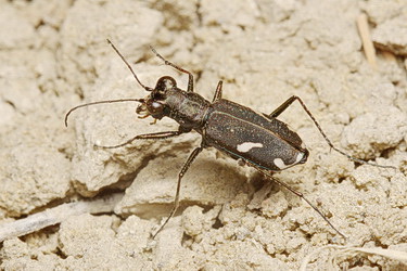Cylindera (Cylindera) obliquefasciata (M.F.Adams, 1817)
