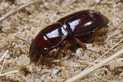 Acinopus (Haplacinopus) striolatus Zoubkoff, 1833