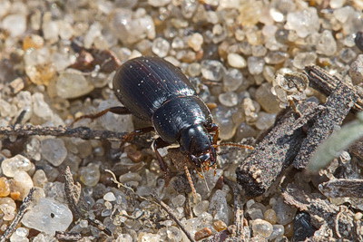 Harpalus (Harpalus) pumilus Sturm, 1818