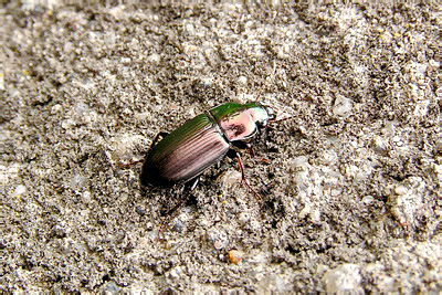 Harpalus (Harpalus) distinguendus (Duftschmid, 1812)