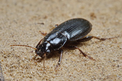 Harpalus (Harpalus) pulvinatus lubricus Reitter, 1900