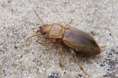 Harpalus (Harpalus) flavescens (Piller & Mitterpacher, 1783)