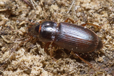 Harpalus (Harpalus) dispar splendens (Gebler, 1829)