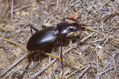Taphoxenus (Taphoxenus) goliath Faldermann, 1836