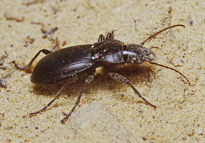 Pseudotaphoxenus rufitarsis Fischer von Waldheim, 1823