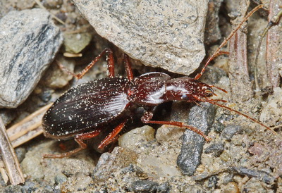 Laemostenus (Antisphodroides) koenigi Reitter, 1887