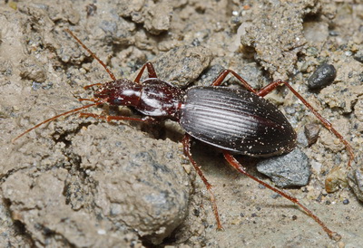 Laemostenus (Antisphodroides) koenigi Reitter, 1887