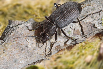 Chlaenius (Chlaeniellus) tristis Schaller, 1783