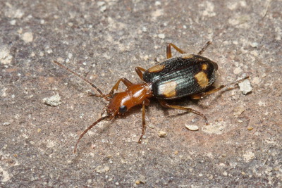 Brachinus (Cnecostolus) quadriguttatus Gebler, 1829