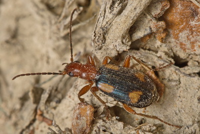 Brachinus (Cnecostolus) quadriguttatus Gebler, 1829