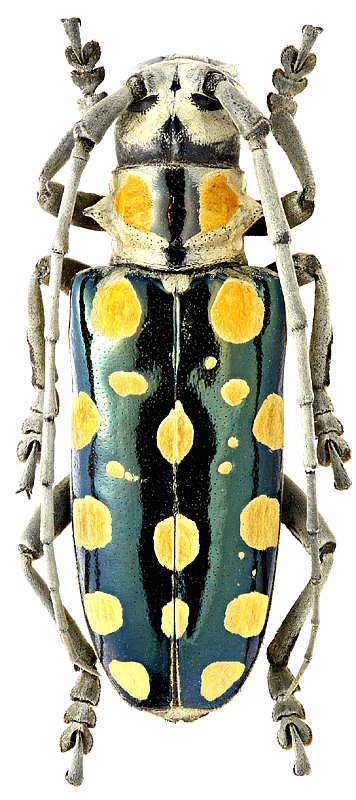Anoplophora mamaua Schultze