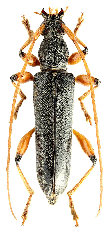 Ceresium geniculatum White