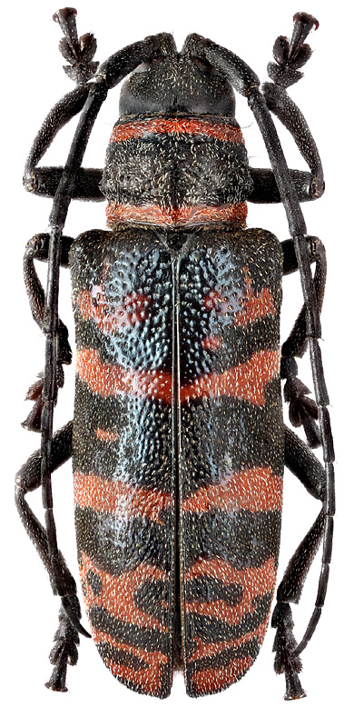 Ceroplesis poggei malepicta Fairm.