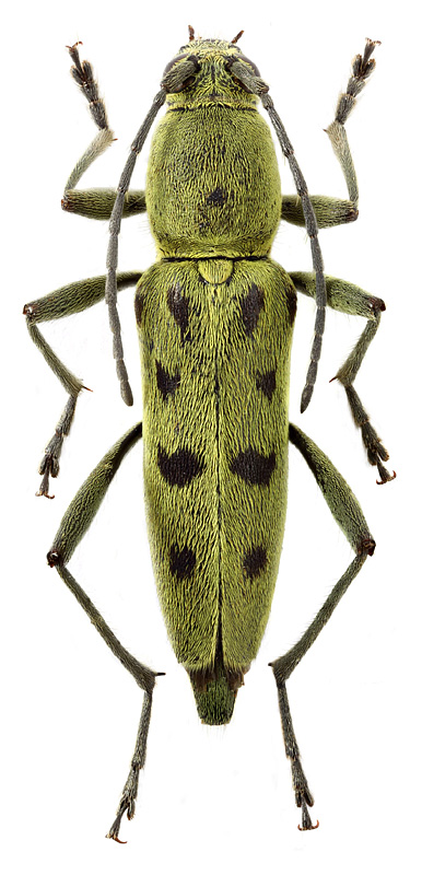 Chlorophorus cf. fraternus Holzschuh