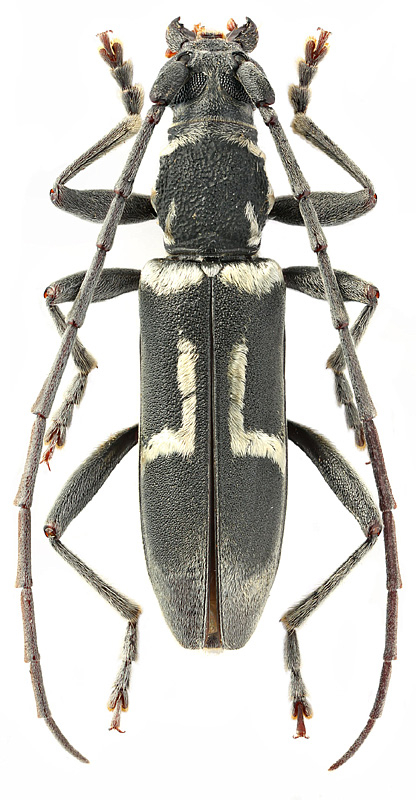 Derolus glauciapicalis Gressit & Rondon, 1970