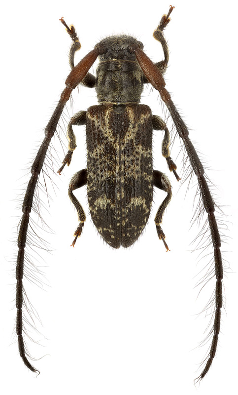 Ebaeides sp.