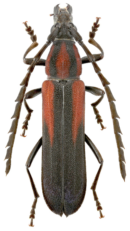 Erythrus putus Holzschuh, 2011