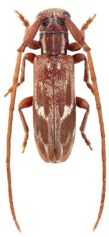 Eunidia strigata Fahr.