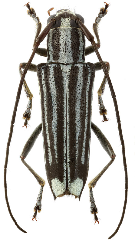 Glenea cf. colobotheoides Thoms.